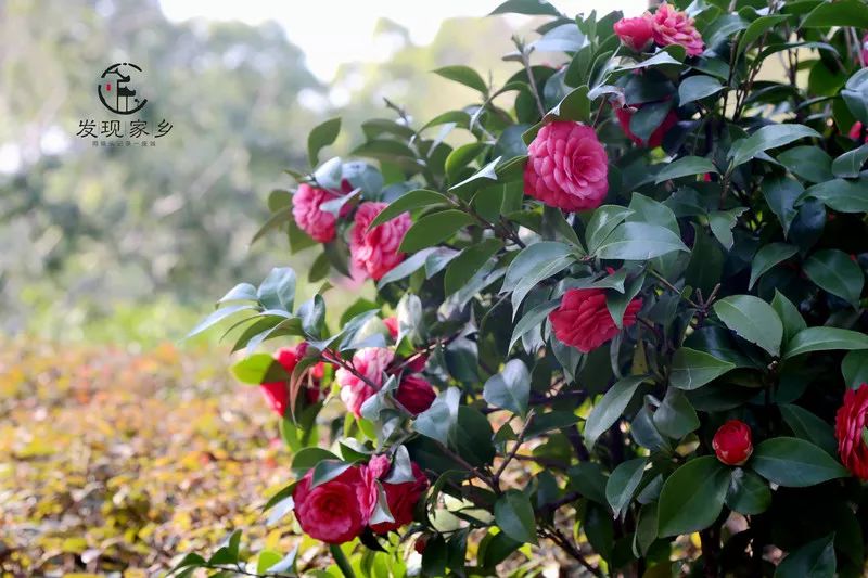 青眼看新北酒店,青眼看新北审核多久