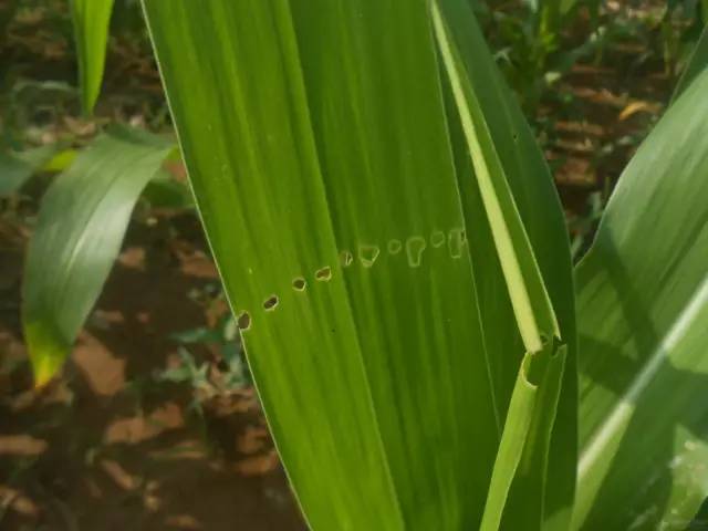 玉米叶片有黄点咋治,玉米叶片有黄色的小点怎么回事