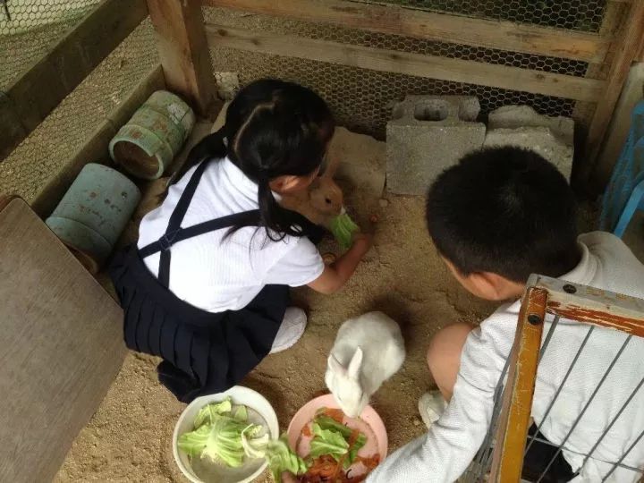 日本教育孩子值得学吗,日本教育孩子不择手段