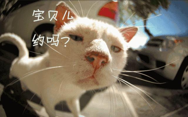 铲屎官得知自己的猫得病,铲屎官生病了猫猫会伤心吗