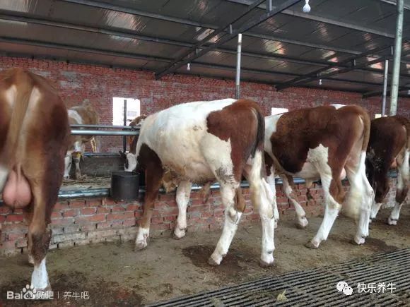 养牛漏粪板制作视频,养牛用哪种漏粪板好用呢