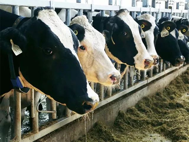 一根广式腊肠50克左右,一根广式腊肠500左右