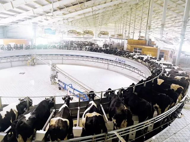 一根广式腊肠50克左右,一根广式腊肠500左右