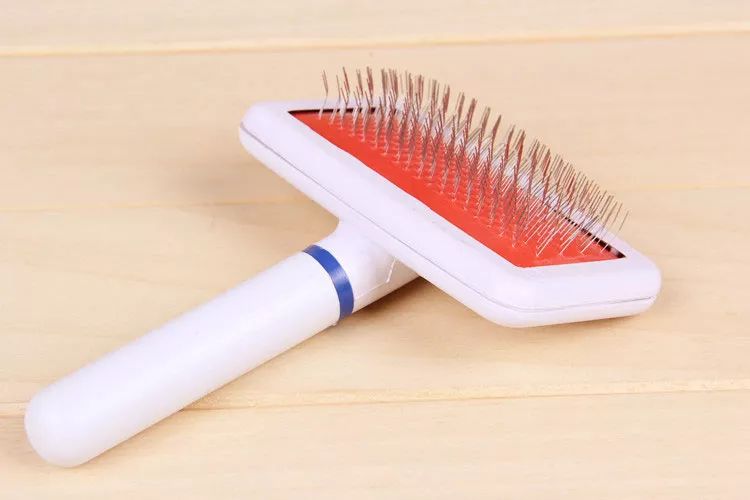 养好小型犬,养好一只狗不容易