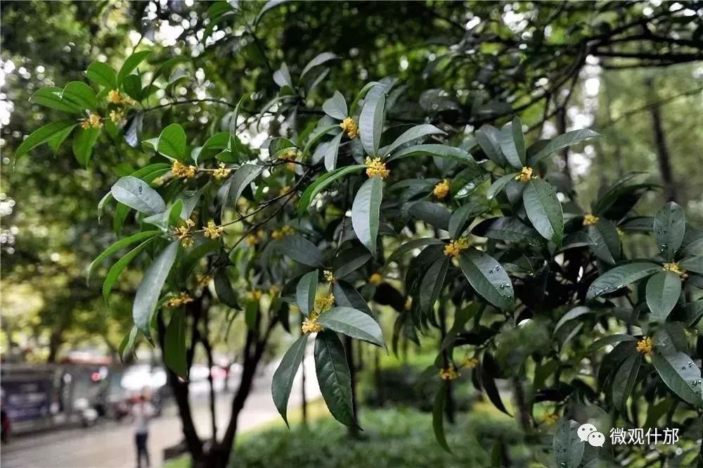 什邡，我深深爱恋的一个美丽城市