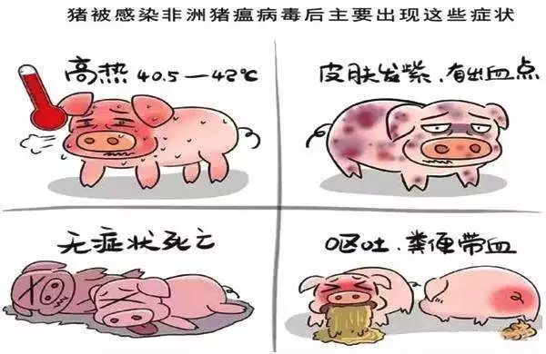 三全、金锣、科迪等速冻产品被曝检出非洲猪瘟病毒？最新回应来了！