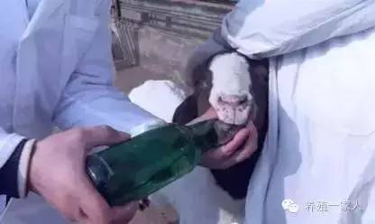 给羊输液药物的正确配方,羊乳房内怎样注射药