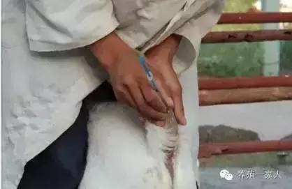 给羊输液药物的正确配方,羊乳房内怎样注射药