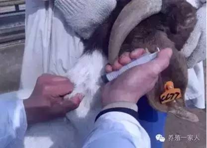 给羊输液药物的正确配方,羊乳房内怎样注射药