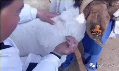 给羊输液药物的正确配方,羊乳房内怎样注射药