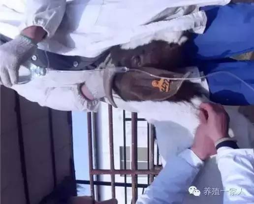 给羊输液药物的正确配方,羊乳房内怎样注射药