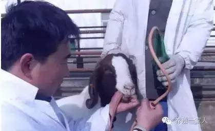给羊输液药物的正确配方,羊乳房内怎样注射药