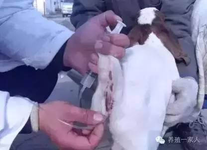 给羊输液药物的正确配方,羊乳房内怎样注射药