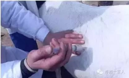 给羊输液药物的正确配方,羊乳房内怎样注射药