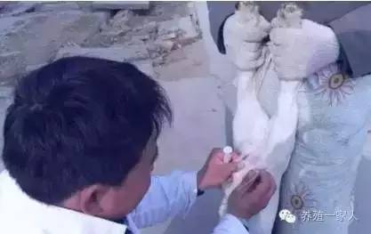 给羊输液药物的正确配方,羊乳房内怎样注射药