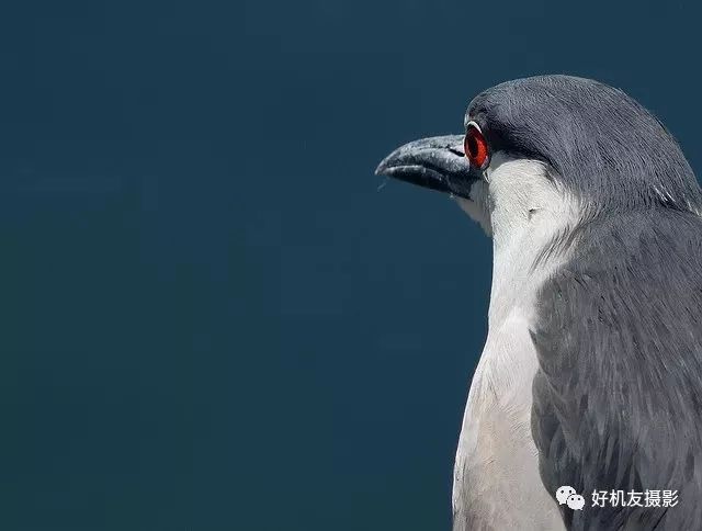 构图采用三分构图法,三分法也称之为填制构图法