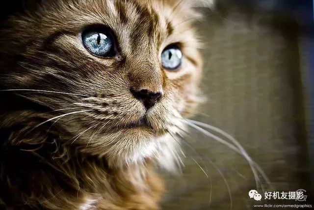 构图采用三分构图法,三分法也称之为填制构图法