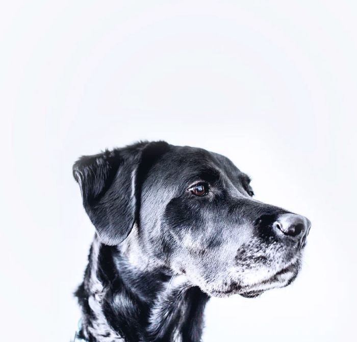 北京狗打狂犬疫苗在哪里打免费,社区犬类疫苗免费接种