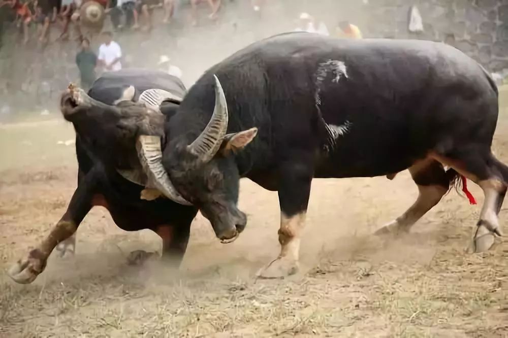 贵州少数民族村寨有哪些旅游景点,贵州哪里有少数民族旅游的地方