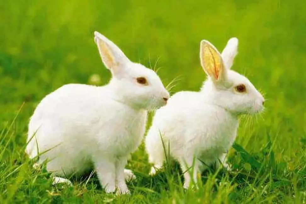 改革开放四十年之前的四川,改革开放初期的四川探索