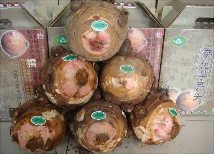 一年一度的农展会,近期农展会