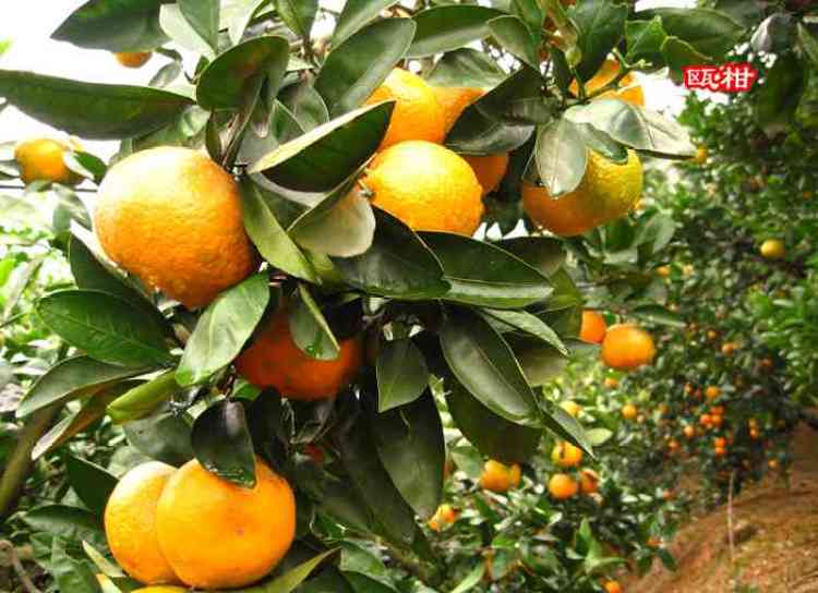 一年一度的农展会,近期农展会