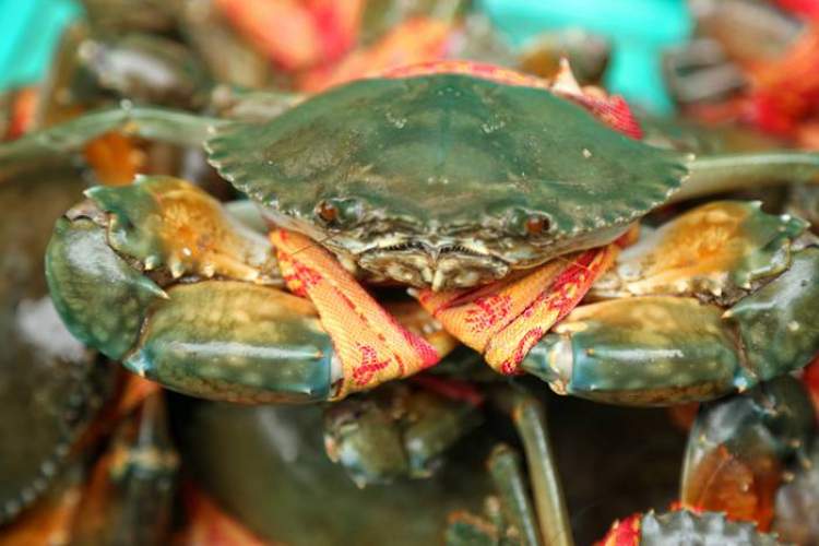 一年一度的农展会,近期农展会