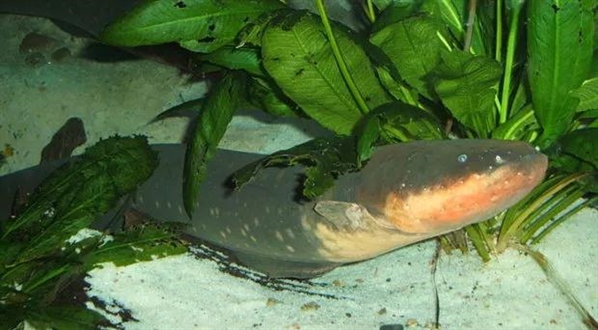 电光源闪烁效果,电照光治疗作用