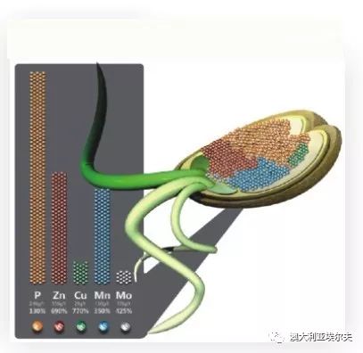 霍博士钙镁肥,霍博士拌种肥用法用量