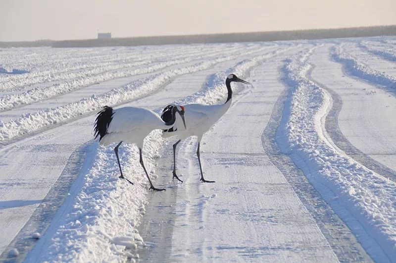 大庆最好的雪地温泉,今冬泡温泉创新玩法看过来