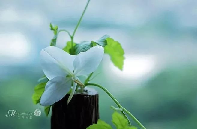 宋慧乔开播新剧,宋慧乔新剧美貌