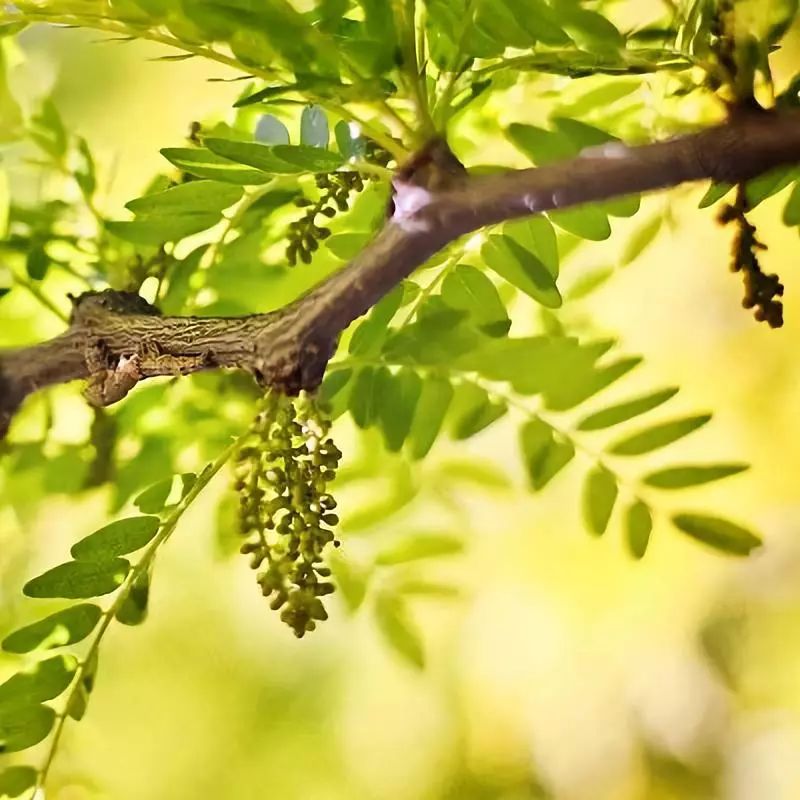 无患子做的香皂可以洗脸吗,做香皂不用皂基怎么做