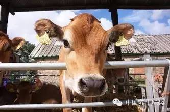 母牛难产生不出母牛能活多长时间,母牛生完小牛后母牛难产死亡