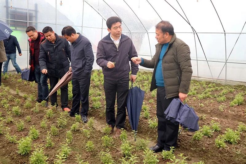 玉林市白松涛调研活动,白松涛访谈