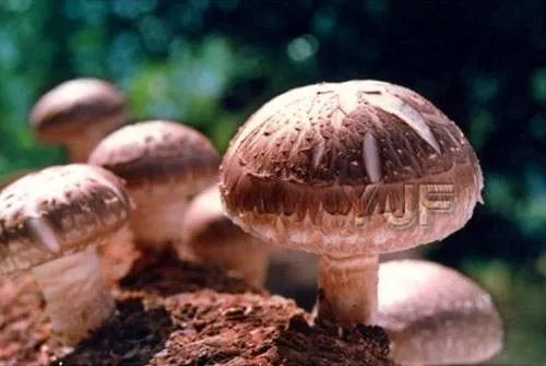 2024浙江名优农产品上海展销会,浙江名特优农产品在光大展销吗