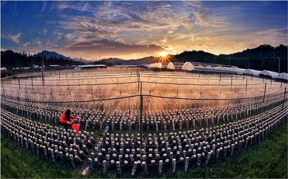 江苏省名特优农产品展会,上海名特优产品