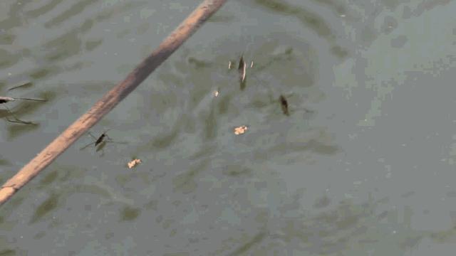 快瞧那只壁虎！它会“凌波微步”