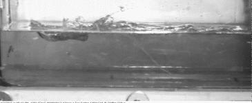 快瞧那只壁虎！它会“凌波微步”