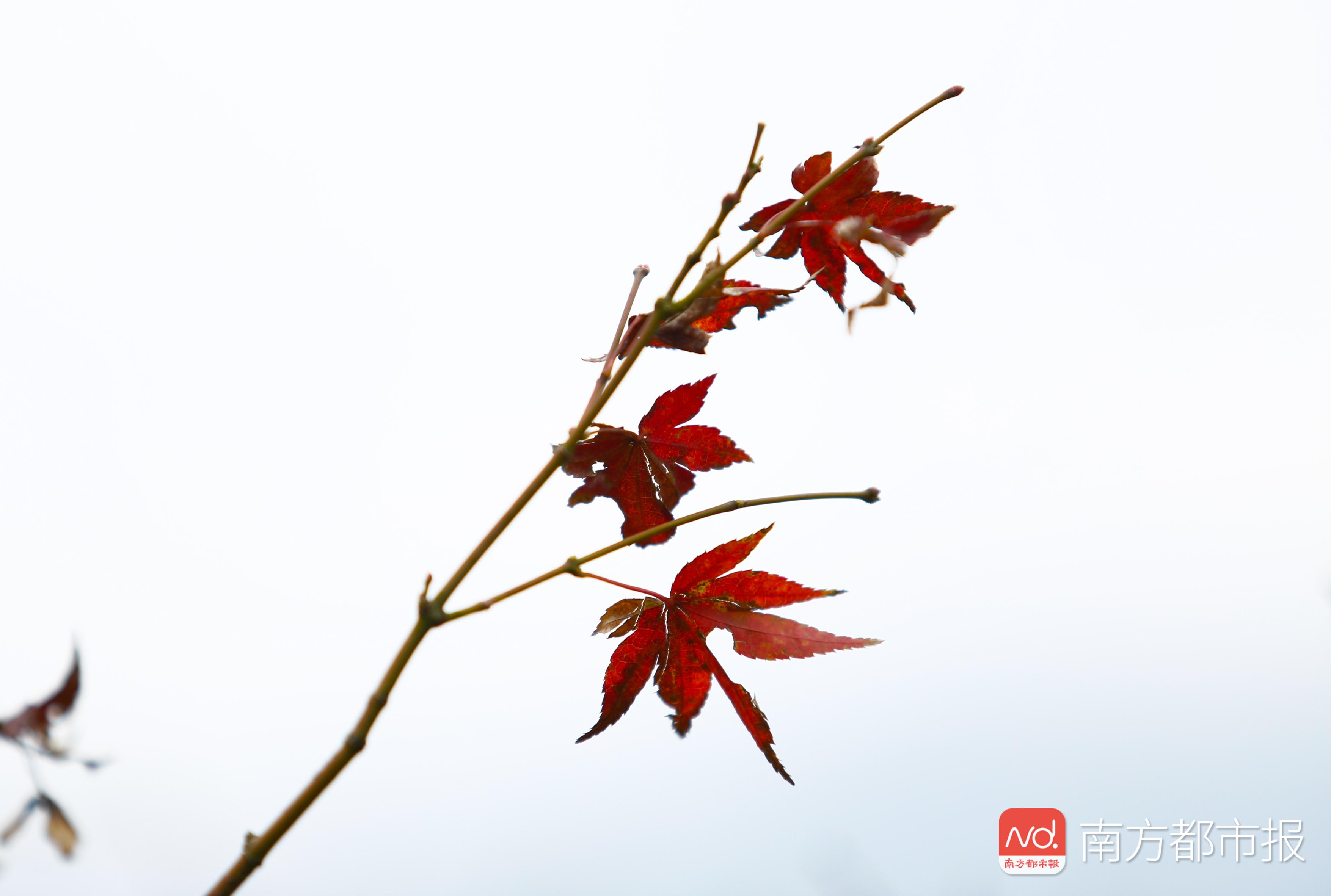 香山红叶满山遍野,香山公园红叶观赏胜地