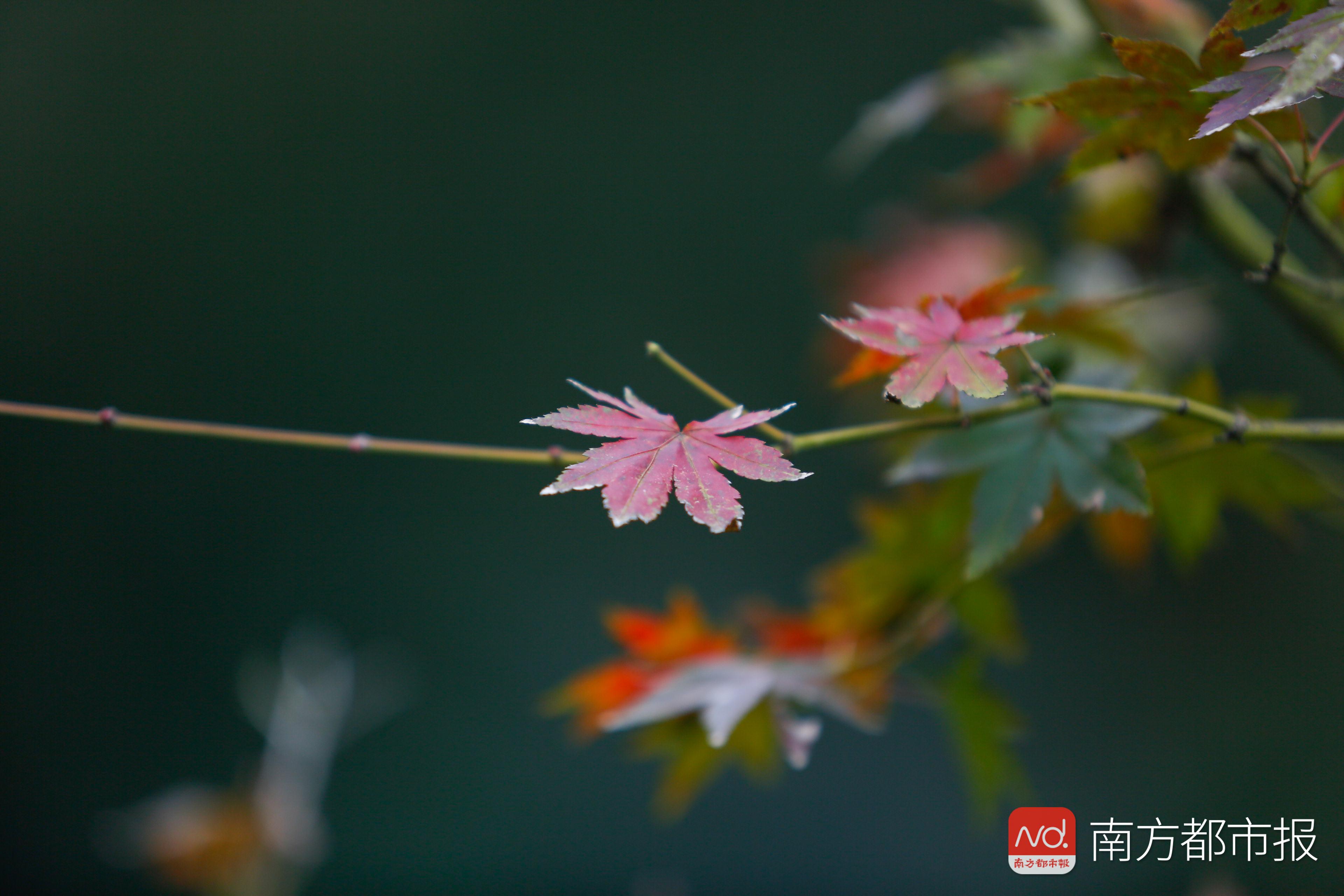 香山红叶满山遍野,香山公园红叶观赏胜地