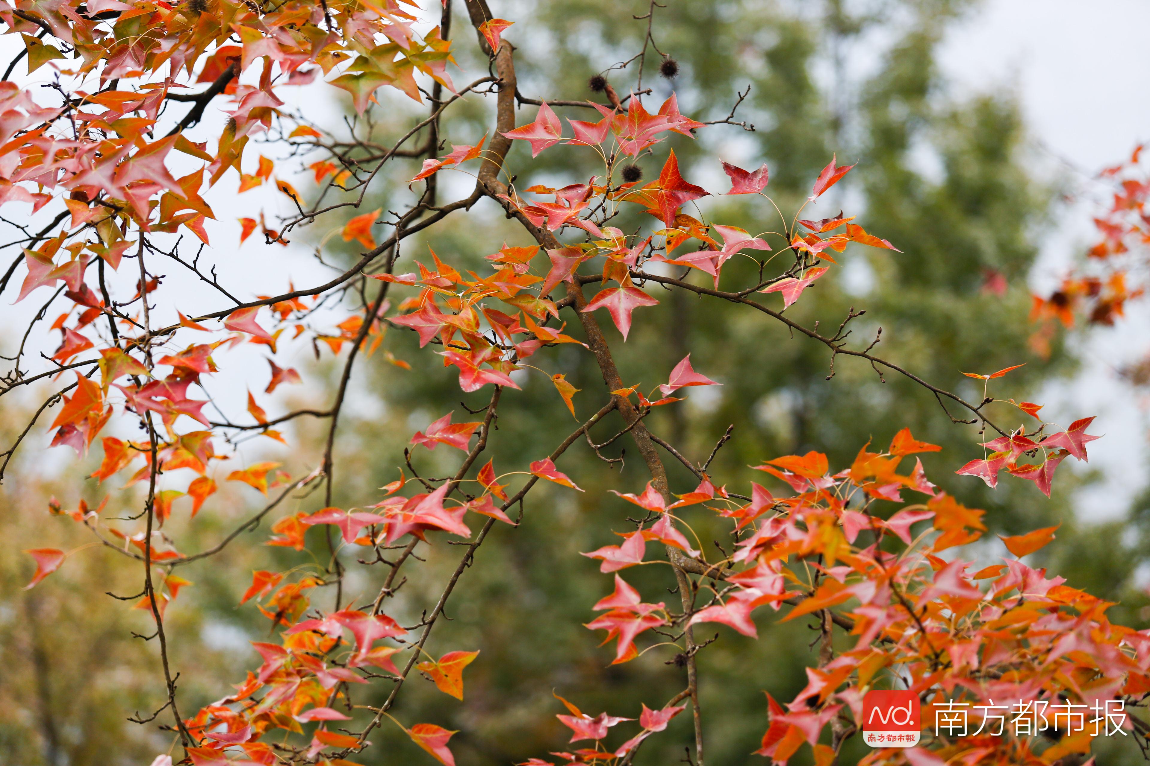 香山红叶满山遍野,香山公园红叶观赏胜地