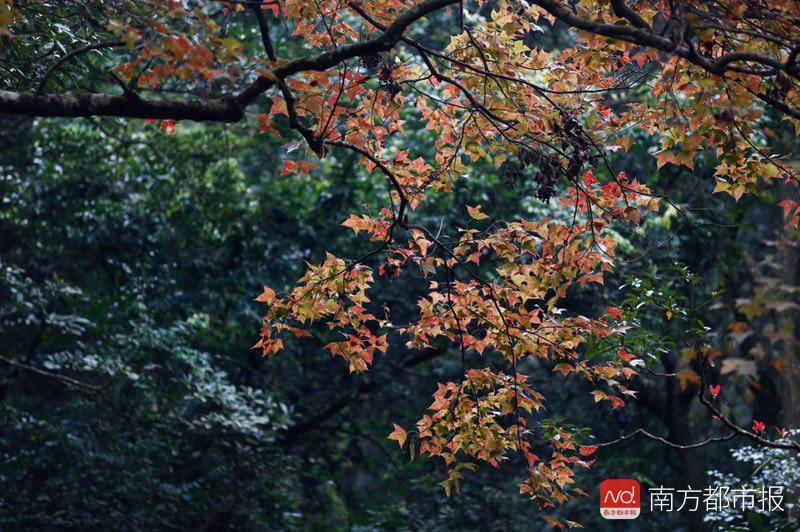 香山红叶满山遍野,香山公园红叶观赏胜地