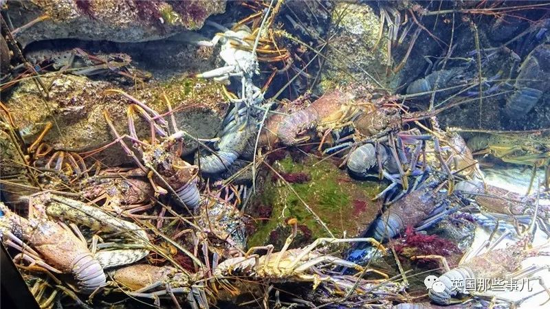 水族馆里面有什么样的小鱼,水族馆鱼虾