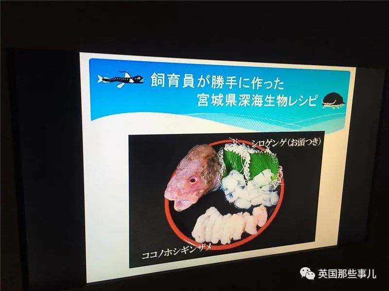 水族馆里面有什么样的小鱼,水族馆鱼虾