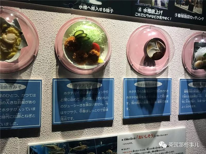 水族馆里面有什么样的小鱼,水族馆鱼虾