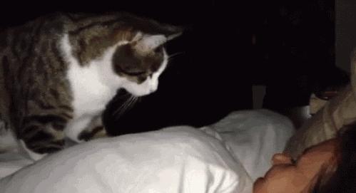 狗和猫智商哪个高,猫的智商到底有多高