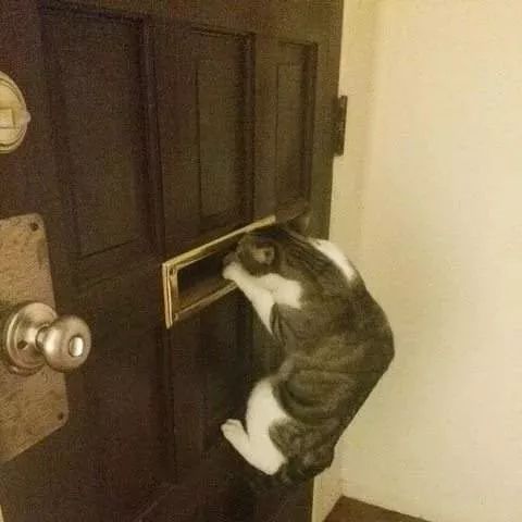 狗和猫智商哪个高,猫的智商到底有多高