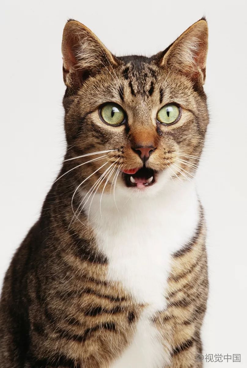 今年春运购票时间表最新,春运高铁订票时间表