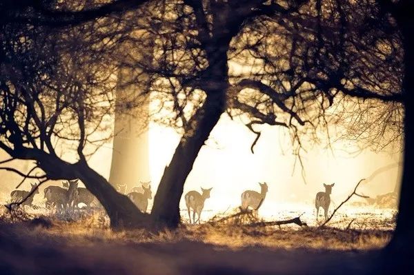 光与影迟子建,关于迟子建的图片