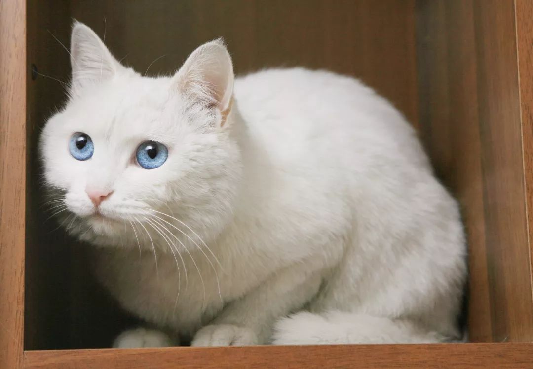 狗和猫智商哪个高,猫的智商到底有多高